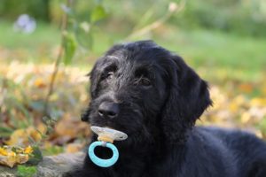おしゃぶりする犬
