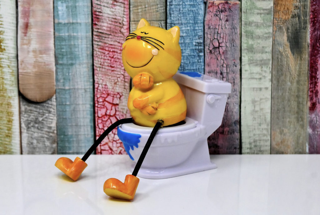トイレに座る猫